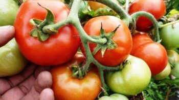 Бюджетний варіант підживлення томатів: дозрівають швидше, стають солодшими