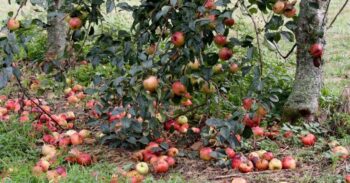 Яблука обсипаються раніше поспівання з дерева: поради, що робити